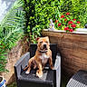 animal, black_chair, buddha_statue, calm, chair, decor, dog, flowers, furniture, garden, greenery, nature, outdoor, pet, plants, relaxing, shadows, summer, sunlight, wooden_wall