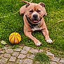 Scott participe au concours pour gagner de l'argent avec cette photo : animal, ball, bulldog, canine, dog, flagstone, football, grass, lawn, path, pet, plant, puppy, soccer, soccerball, sphere, sport, tennis, tennisball, walkway