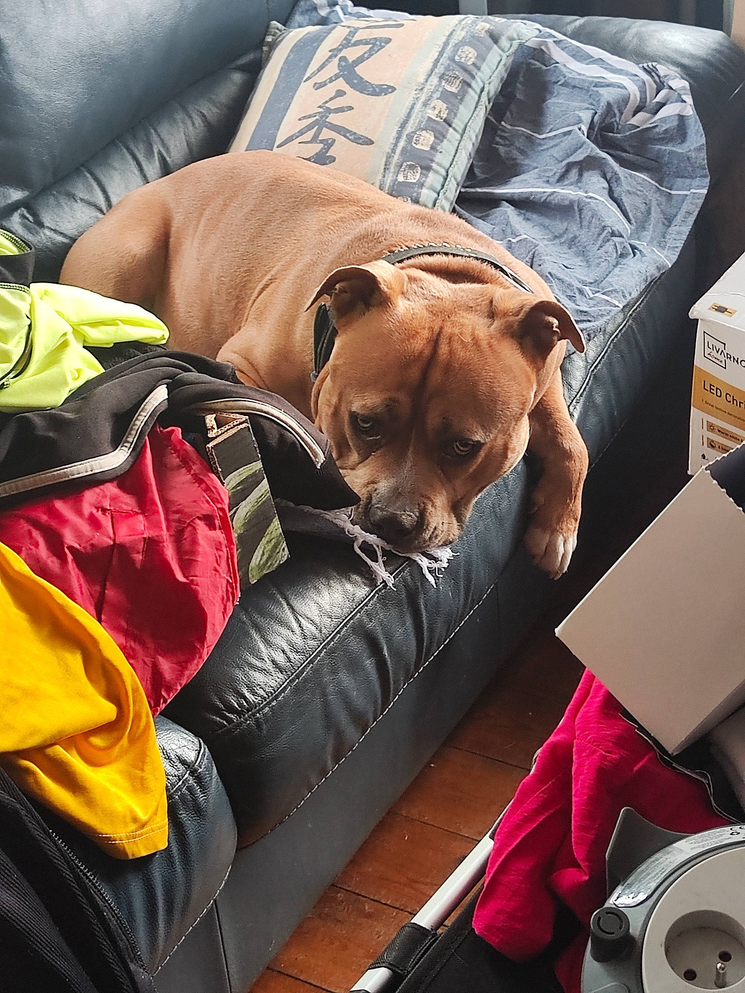 Scott participe au concours pour gagner de l'argent avec cette photo : bag, carnivore, comfort, companion_dog, couch, dog, dog_breed, dog_supply, fawn, fur, linens, liver, pillow, room, snout, sporting_group, toy_dog, vertebrate, watch, working_animal