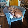 Scott participe au concours pour gagner de l'argent avec cette photo : armchair, blue_chair, brown_dog, cabinet, canine, cozy, curled_up, dog, door, furniture, home, indoor, lamp, pet, pillow, quiet, relaxed, resting, vintage_electronics, wooden_floor