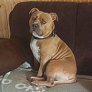 Scott a rejoint le concours — aidez-le/la à gagner de superbes lots ! animal, blanket, boxer, bulldog, canine, couch, cushion, dog, frenchbulldog, furniture, homedecor, indoors, interiordesign, pet, pitbull, pug, puppy, snout