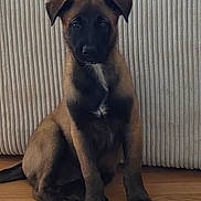Boston participe au concours pour gagner de l'argent avec cette photo : puppy, dog, brown_fur, black_fur, sitting, wooden_floor, indoor, pet, young_dog, curious, animal, canine, looking_at_camera, ears, face, fur_texture, background, vertical_lines, floor, domestic