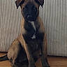 puppy, dog, brown_fur, black_fur, sitting, wooden_floor, indoor, pet, young_dog, curious, animal, canine, looking_at_camera, ears, face, fur_texture, background, vertical_lines, floor, domestic