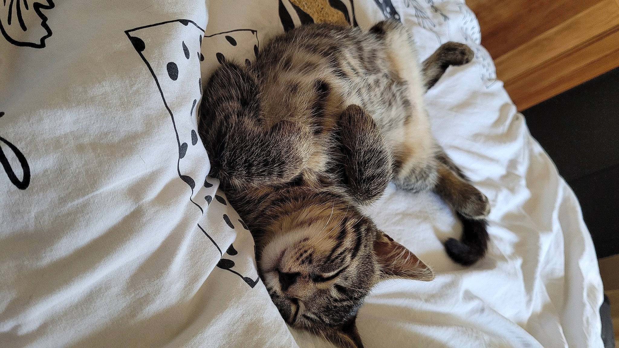 Sushi a rejoint le concours — aidez-le/la à gagner de superbes lots ! bedding, carnivore, cat, claw, comfort, domestic_short_haired_cat, duvet, felidae, fur, grey, linens, nap, pattern, paw, small_to_medium_sized_cats, snout, tail, textile, whiskers, wood