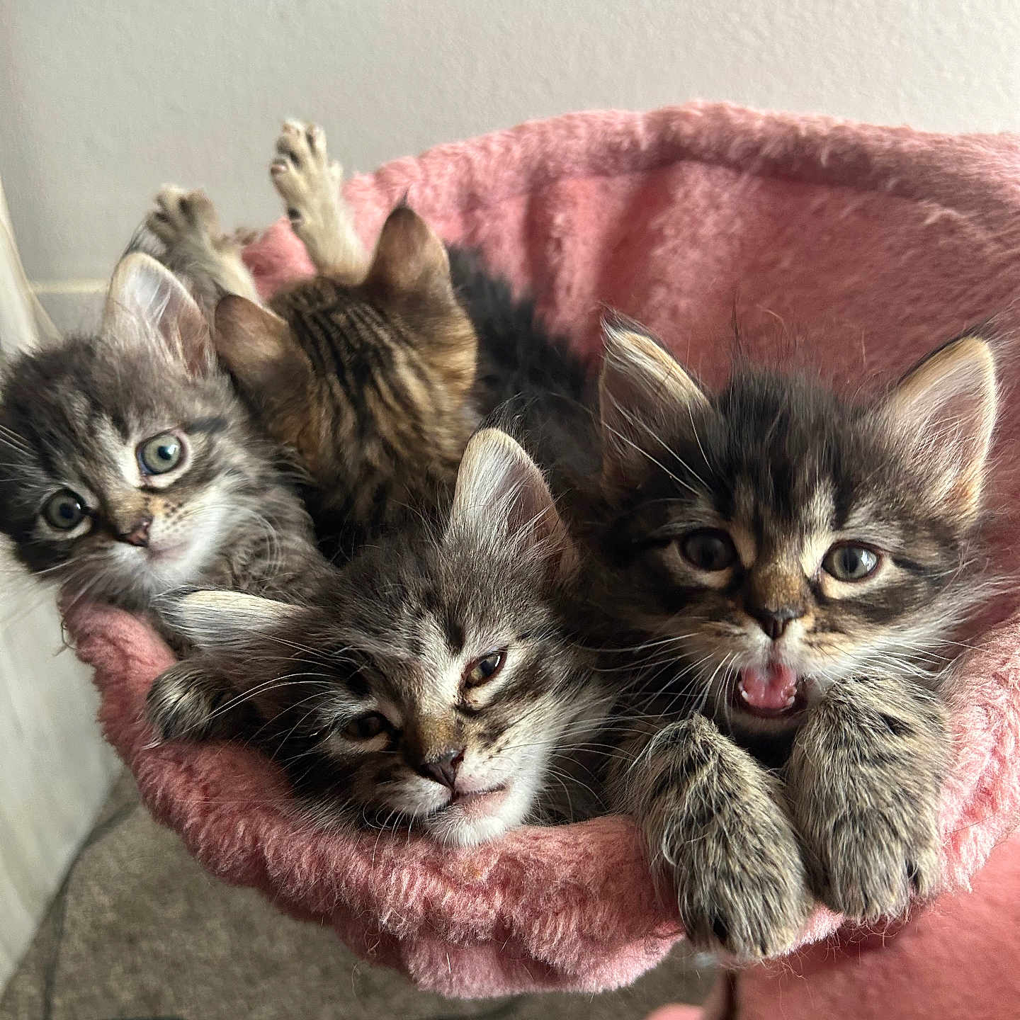 Precious joined the competition — help win amazing prizes! adorable, animal, basket, cat, closeup, cute, domestic, ears, fur, furry, indoor, kitten, pets, pink, playful, resting, sleepy, snuggling, whiskers, young