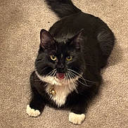 Michy is registered to the contest to win money with this photo: alert, animal, bell, black_and_white, carpet, cat, collar, cute, feline, fluffy, indoor, lying_down, mouth_open, paws, pet, playful, red_ball, tail, toy, whiskers