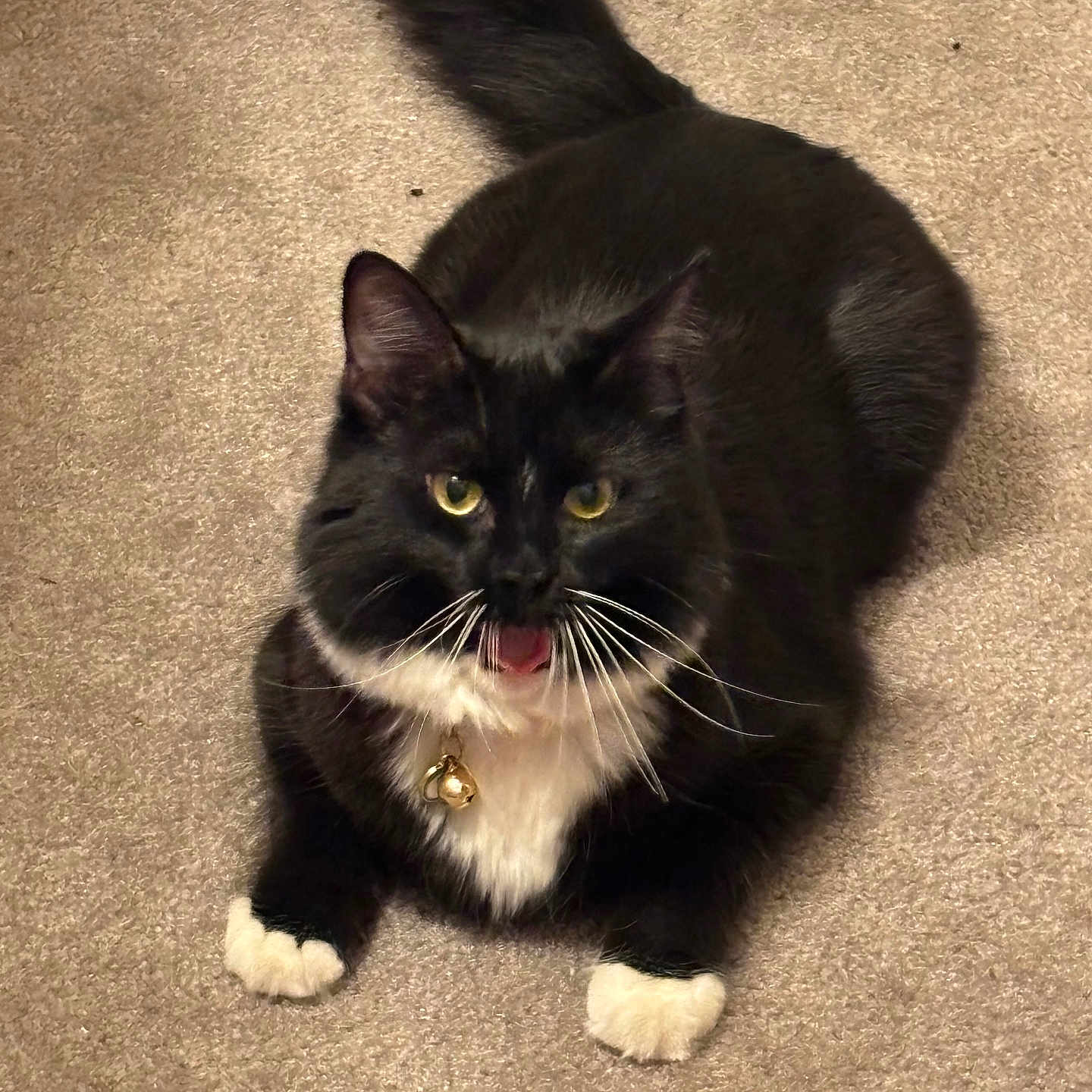 Michy is registered to the contest to win money with this photo: alert, animal, bell, black_and_white, carpet, cat, collar, cute, feline, fluffy, indoor, lying_down, mouth_open, paws, pet, playful, red_ball, tail, toy, whiskers