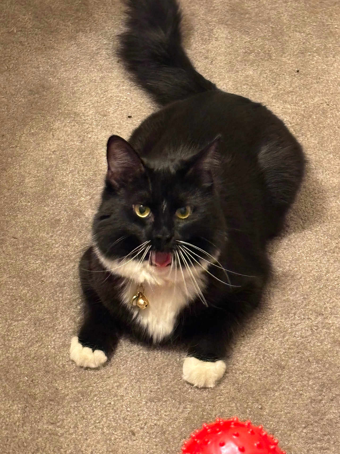 Michy is registered to the contest to win money with this photo: alert, animal, bell, black_and_white, carpet, cat, collar, cute, feline, fluffy, indoor, lying_down, mouth_open, paws, pet, playful, red_ball, tail, toy, whiskers
