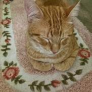 Oliver joined the competition — help win amazing prizes! cat, orange_tabby, sleeping, paws_tucked, floral_rug, cozy, pet, domestic_cat, fur, whiskers, closeup, indoor, relaxed, cute, animal, mammal, resting, tabby, soft_texture, peaceful