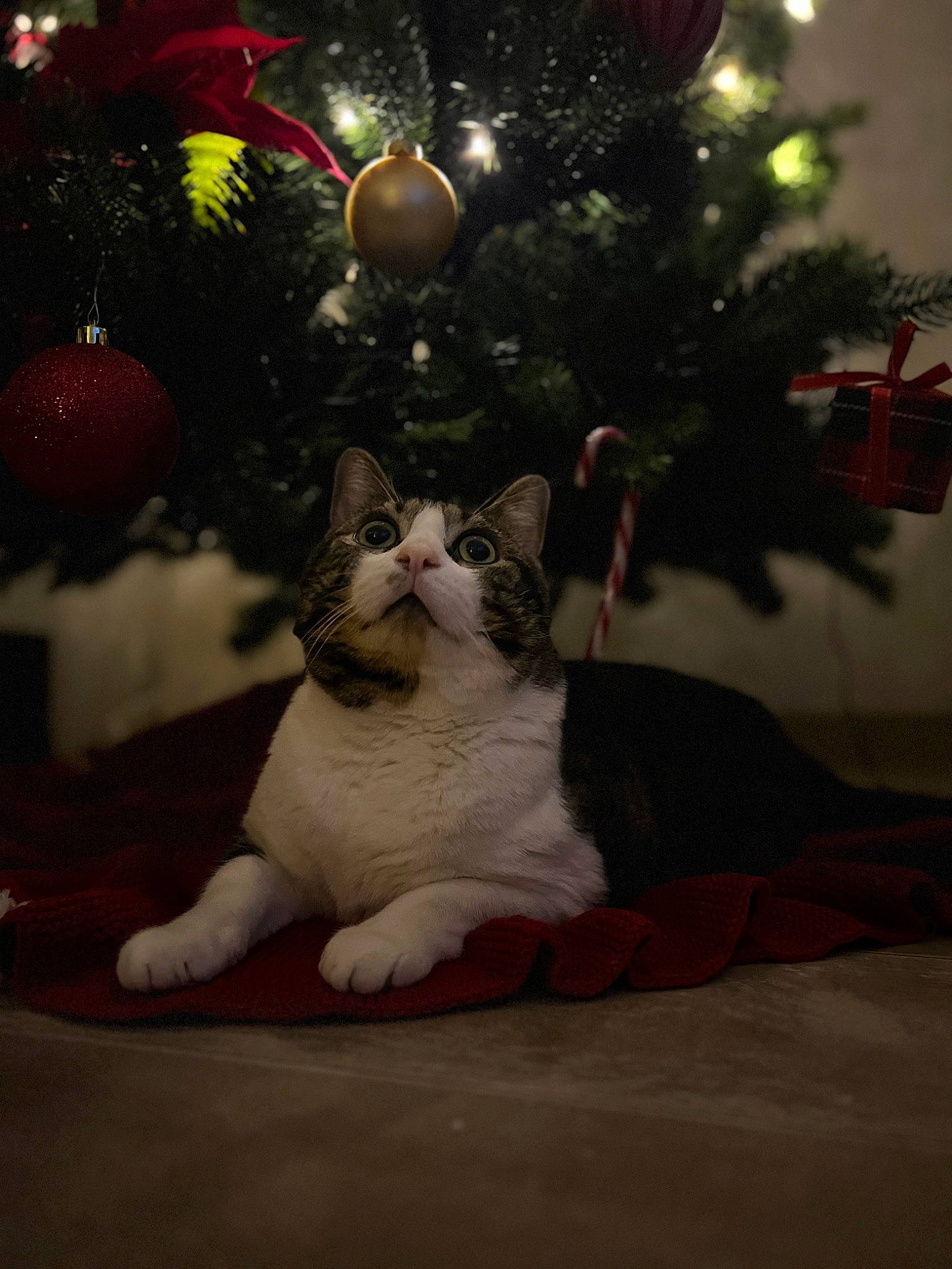 Léon a rejoint le concours — aidez-le/la à gagner de superbes lots ! carnivore, cat, christmas, christmas_decoration, christmas_eve, christmas_ornament, christmas_tree, conifer, domestic_short_haired_cat, event, felidae, fur, holiday, holiday_ornament, ornament, plant, small_to_medium_sized_cats, tail, tree, whiskers