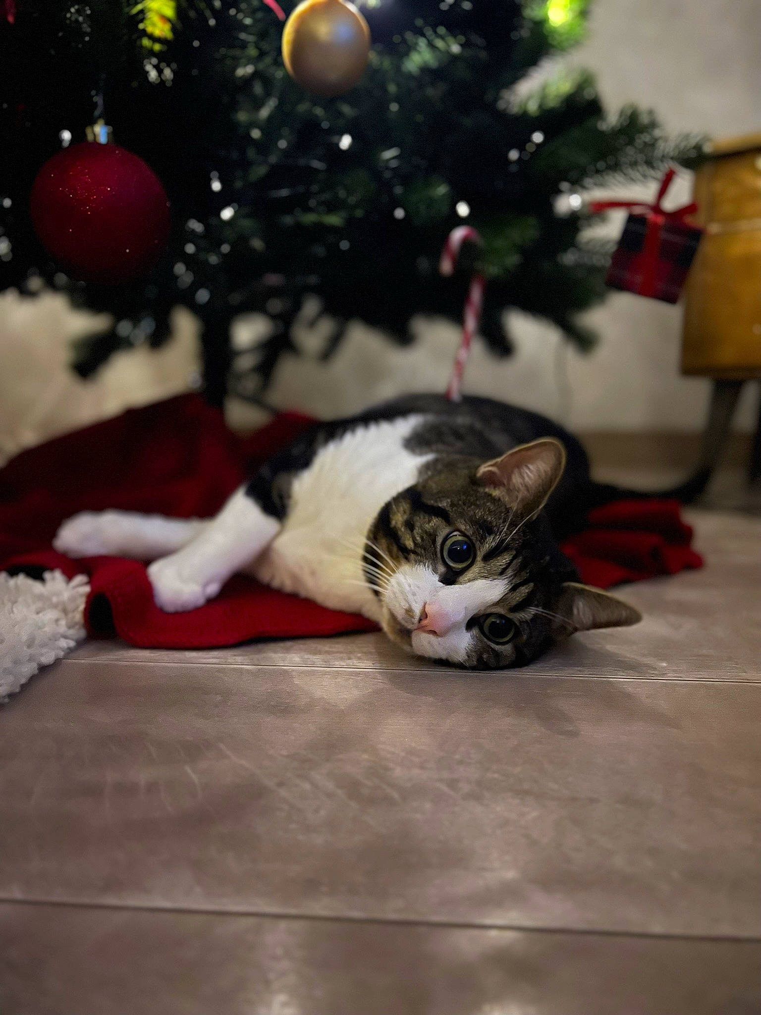 Léon participe au concours pour gagner de l'argent avec cette photo : carnivore, cat, christmas, christmas_decoration, christmas_ornament, christmas_tree, comfort, domestic_short_haired_cat, event, eye, felidae, holiday, ornament, plant, small_to_medium_sized_cats, tail, tree, whiskers, window, wood