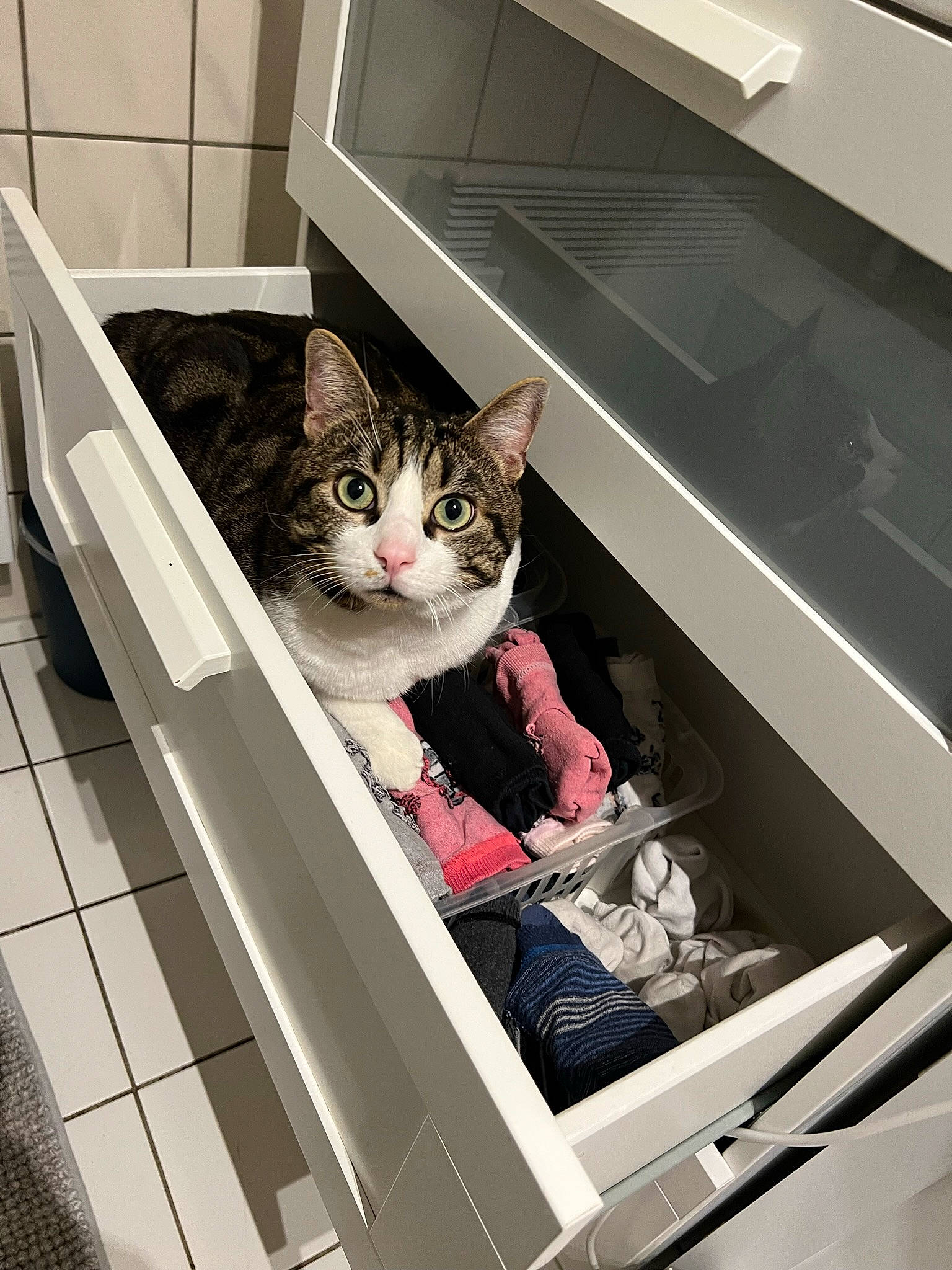 Léon a rejoint le concours — aidez-le/la à gagner de superbes lots ! automotive_design, automotive_exterior, box, carnivore, cat, comfort, domestic_short_haired_cat, drawer, felidae, flooring, fur, kitchen_appliance, machine, major_appliance, pet_supply, room, small_to_medium_sized_cats, stairs, vehicle, whiskers