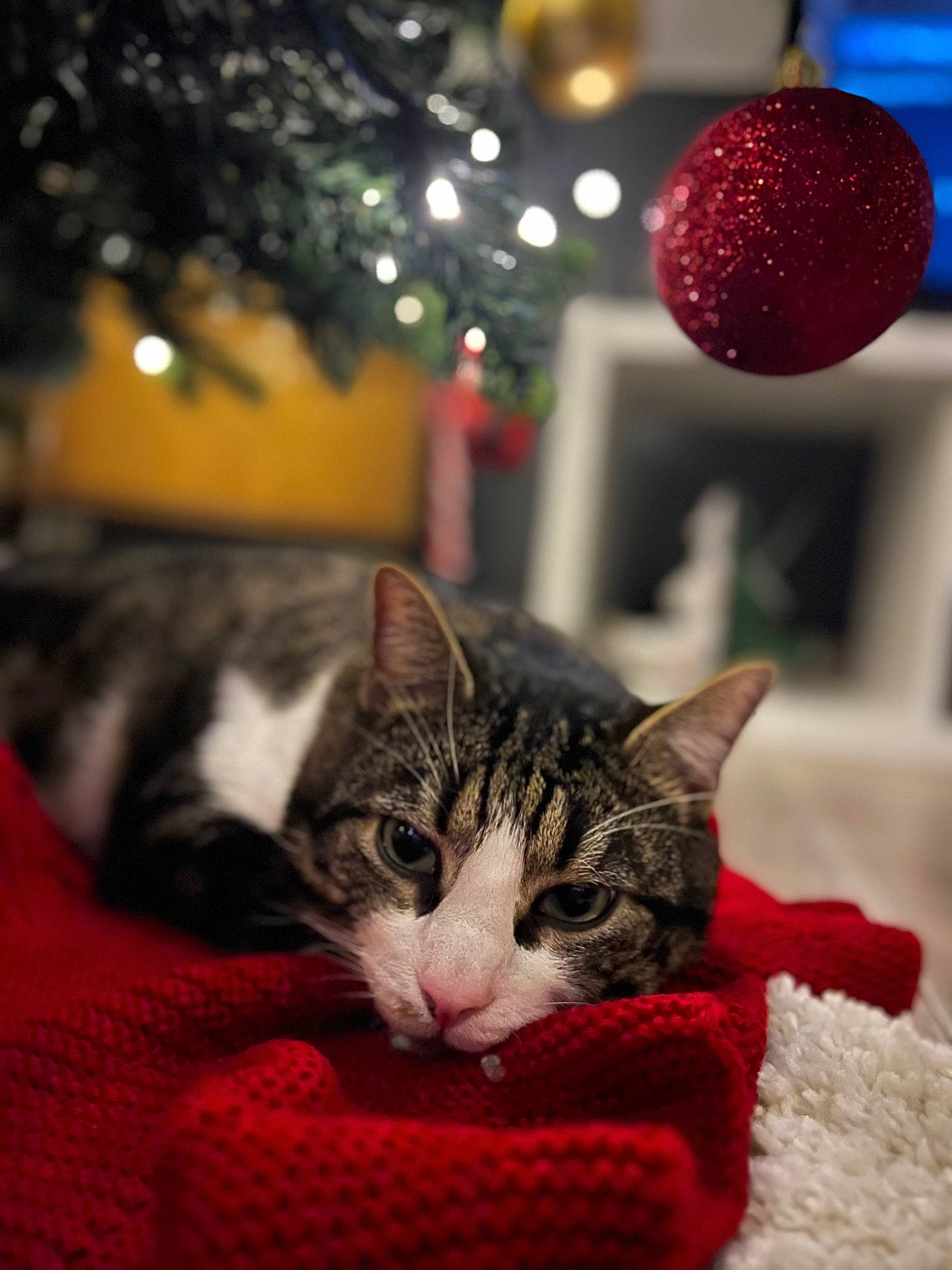 Léon participe au concours pour gagner de l'argent avec cette photo : carnivore, cat, christmas, christmas_decoration, christmas_ornament, christmas_tree, comfort, domestic_short_haired_cat, event, felidae, fur, holiday, holiday_ornament, light, ornament, paw, plant, small_to_medium_sized_cats, tree, whiskers