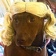 Kai joined the competition — help win amazing prizes! animal, blonde_wig, brown_dog, closeup, collar, costume, curly_hair, cute, dog, domestic_animal, expression, face, fur, headshot, indoor, looking, pet, pink_ribbons, portrait, wig
