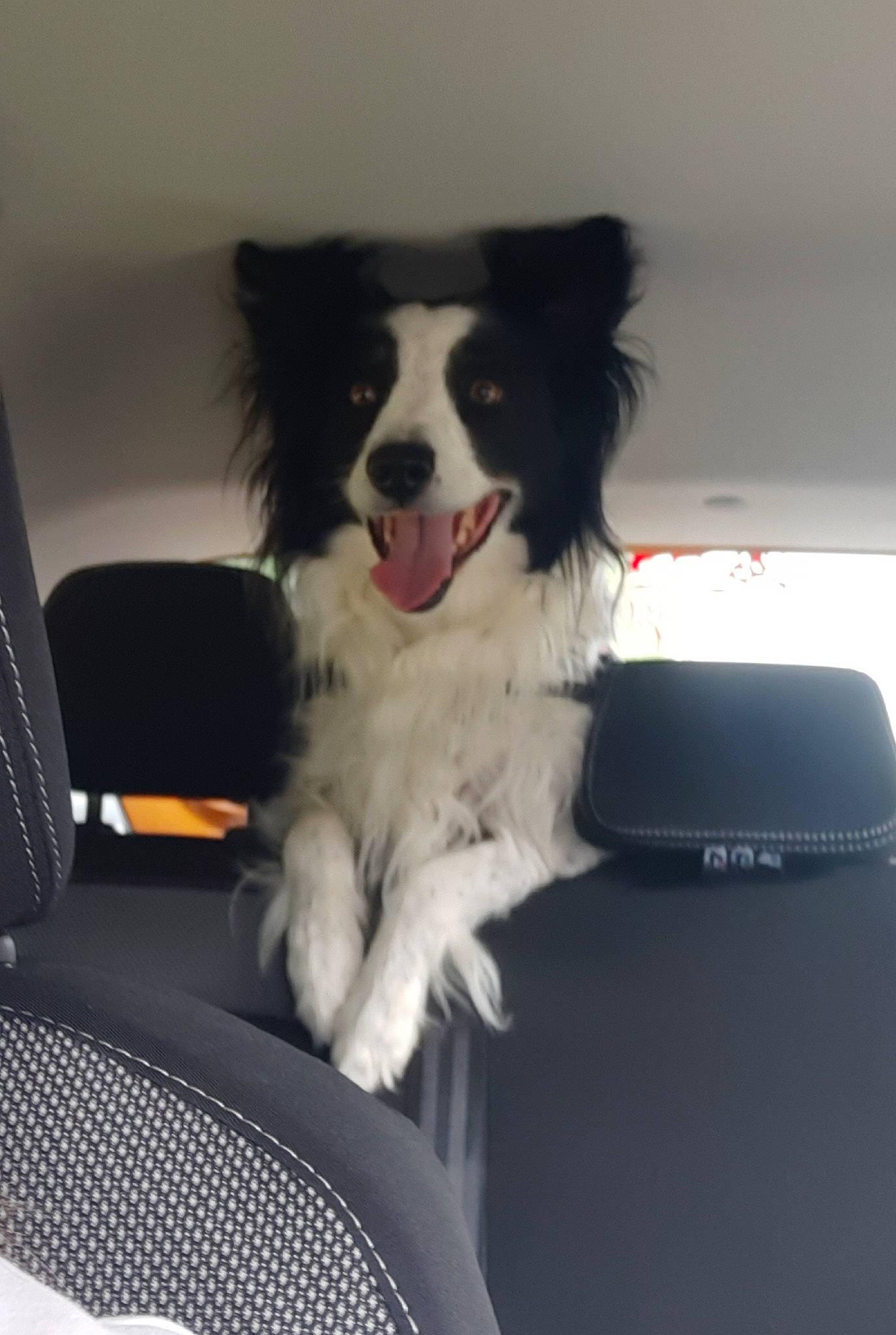 Moly participe au concours pour gagner de l'argent avec cette photo : border_collie, carnivore, companion_dog, dog, dog_breed, fur, herding_dog, sporting_group, working_dog