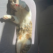 Guizmo participe au concours pour gagner de l'argent avec cette photo : cat, tabby, pet, sleeping, relaxed, sunlight, bed, indoor, feline, whiskers, paw, stretch, fur, cute, animal, domestic, resting, cozy, soft, shadow