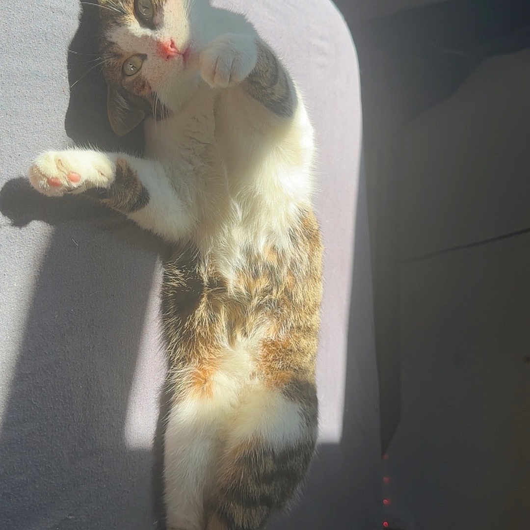 Guizmo participe au concours pour gagner de l'argent avec cette photo : animal, bed, cat, cozy, cute, domestic, feline, fur, indoor, paw, pet, relaxed, resting, shadow, sleeping, soft, stretch, sunlight, tabby, whiskers