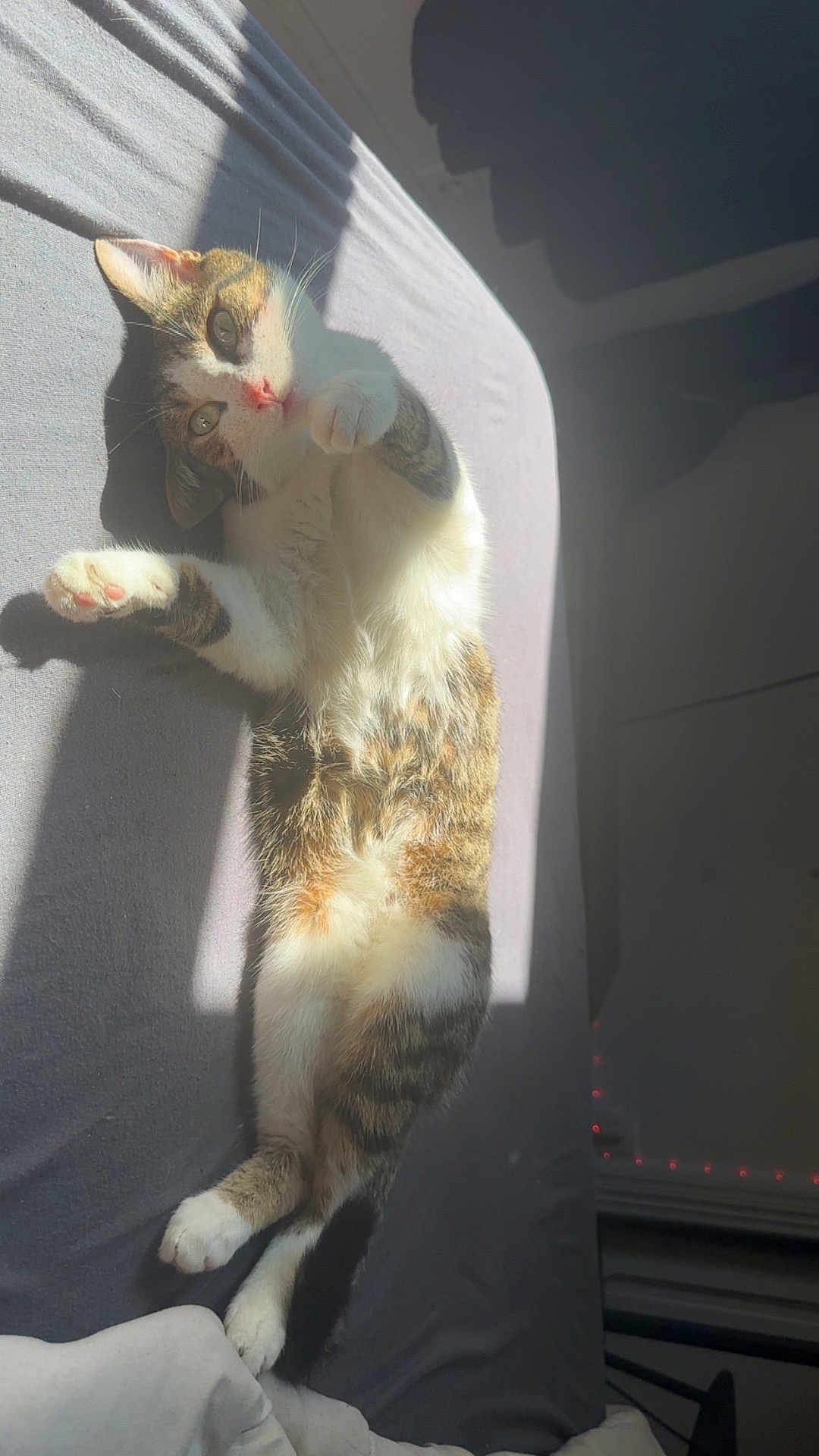 Guizmo participe au concours pour gagner de l'argent avec cette photo : cat, tabby, pet, sleeping, relaxed, sunlight, bed, indoor, feline, whiskers, paw, stretch, fur, cute, animal, domestic, resting, cozy, soft, shadow