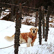 Loki a rejoint le concours — aidez-le/la à gagner de superbes lots ! dog, golden_retriever, snow, winter, dog_coat, fence, wooden_post, wire_fence, outdoors, forest, grass, tail, leash, pet, animal, looking_at_camera, portrait, brown_coat, moss, rural