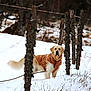 dog, golden_retriever, snow, winter, dog_coat, fence, wooden_post, wire_fence, outdoors, forest, grass, tail, leash, pet, animal, looking_at_camera, portrait, brown_coat, moss, rural