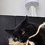 Simbah a rejoint le concours — aidez-le/la à gagner de superbes lots ! black_cat, cat, rope, toy, indoor, lamp, furniture, playful, close_up, pet, animal, fur, yellow_eyes, whiskers, ears, focused, chewing, curious, domestic_cat, household