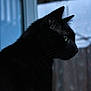 black_cat, cat, animal, pet, feline, indoor, window, side_profile, looking_out, whiskers, ears, fur, green_eye, quiet, still_life, shadow, soft_light, portrait, domestic_cat, curious