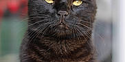 Simbah a rejoint le concours — aidez-le/la à gagner de superbes lots ! cat, black_cat, animal, pet, feline, portrait, close_up, yellow_eyes, whiskers, fur, indoor, looking_at_camera, focused, ears, mammal, cute, domestic_animal, sitting, alert, soft_background