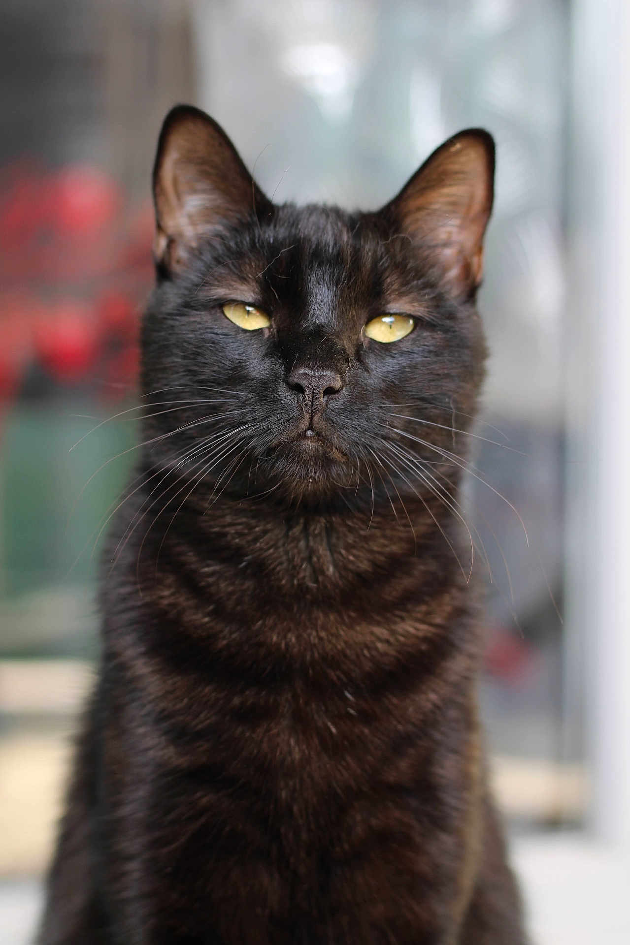 Simbah a rejoint le concours — aidez-le/la à gagner de superbes lots ! cat, black_cat, animal, pet, feline, portrait, close_up, yellow_eyes, whiskers, fur, indoor, looking_at_camera, focused, ears, mammal, cute, domestic_animal, sitting, alert, soft_background