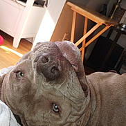 Roscoe joined the competition — help win amazing prizes! blanket, bracelets, brown_dog, casual, close_up, cozy, dog, floor, furniture, hand, human_hand, indoor, lamp, natural_light, pet, relaxed, resting, rings, table, window