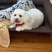 Joey joined the competition — help win amazing prizes! dog, white_dog, pet, dog_bed, blanket, red_collar, polka_dot, wooden_floor, indoor, cozy, fur, small_dog, resting, domestic_animal, animal, companion, home, cute, relaxed, canine