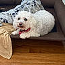 dog, white_dog, pet, dog_bed, blanket, red_collar, polka_dot, wooden_floor, indoor, cozy, fur, small_dog, resting, domestic_animal, animal, companion, home, cute, relaxed, canine