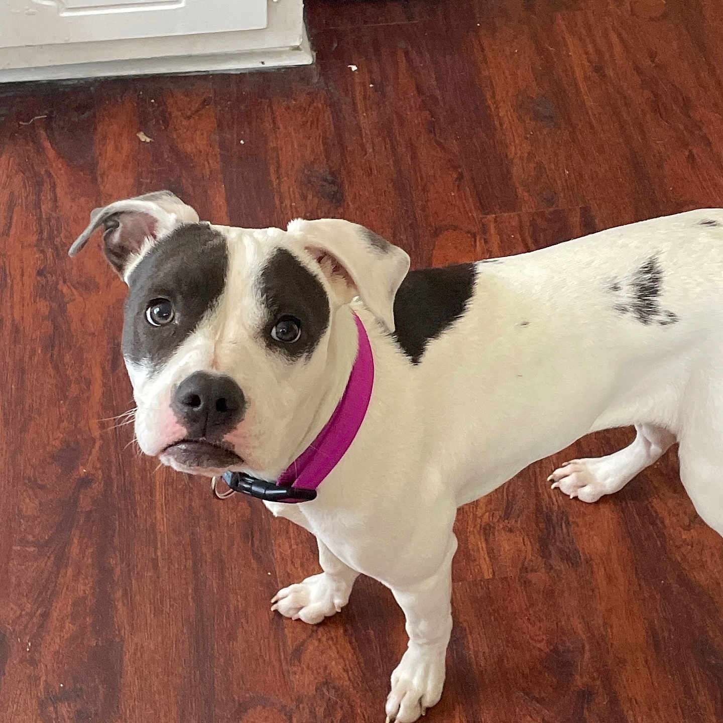 Athena Mae joined the competition — help win amazing prizes! accessories, animal, boxer, bulldog, canine, dog, frenchbulldog, hardwood, hound, indoors, interiordesign, leash, pet, pitbull, plywood, puppy, stainedwood, strap, whitedog, wood