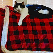 Scarlett joined the competition — help win amazing prizes! cat, animal, pet, feline, blanket, plaid, red, black, white, couch, indoor, window, blinds, relaxing, resting, fur, paw, face, laying, cozy