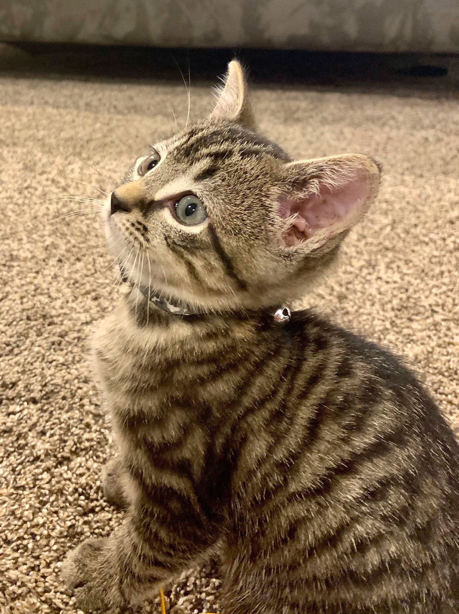 Buster joined the competition — help win amazing prizes! carnivore, cat, claw, domestic_short_haired_cat, felidae, fur, grass, paw, small_to_medium_sized_cats, snout, terrestrial_animal, whiskers, wildlife