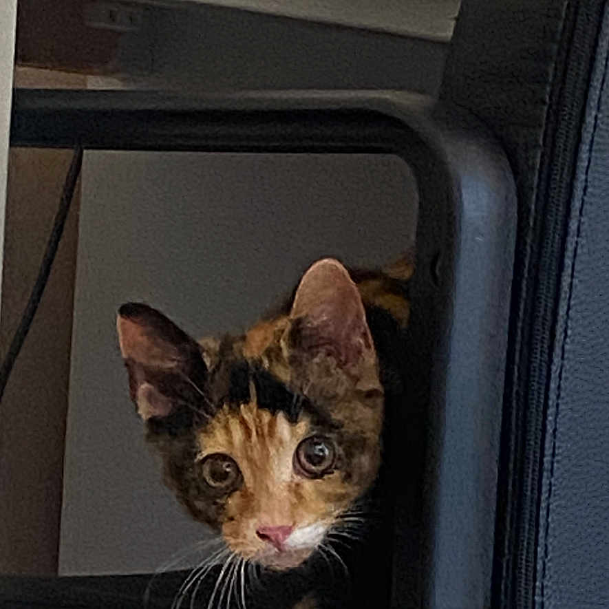 Lucky joined the competition — help win amazing prizes! abyssinian, alloywheel, animal, car, carwheel, cat, chair, cushion, furniture, headrest, homedecor, kitten, machine, manx, pet, spoke, tire, transportation, vehicle, wheel