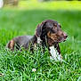 dog, brown_dog, grass, outdoor, nature, pet, animal, canine, field, green, relaxed, lying_down, side_view, mammal, domestic_animal, close_up, summer, peaceful, fur, snout