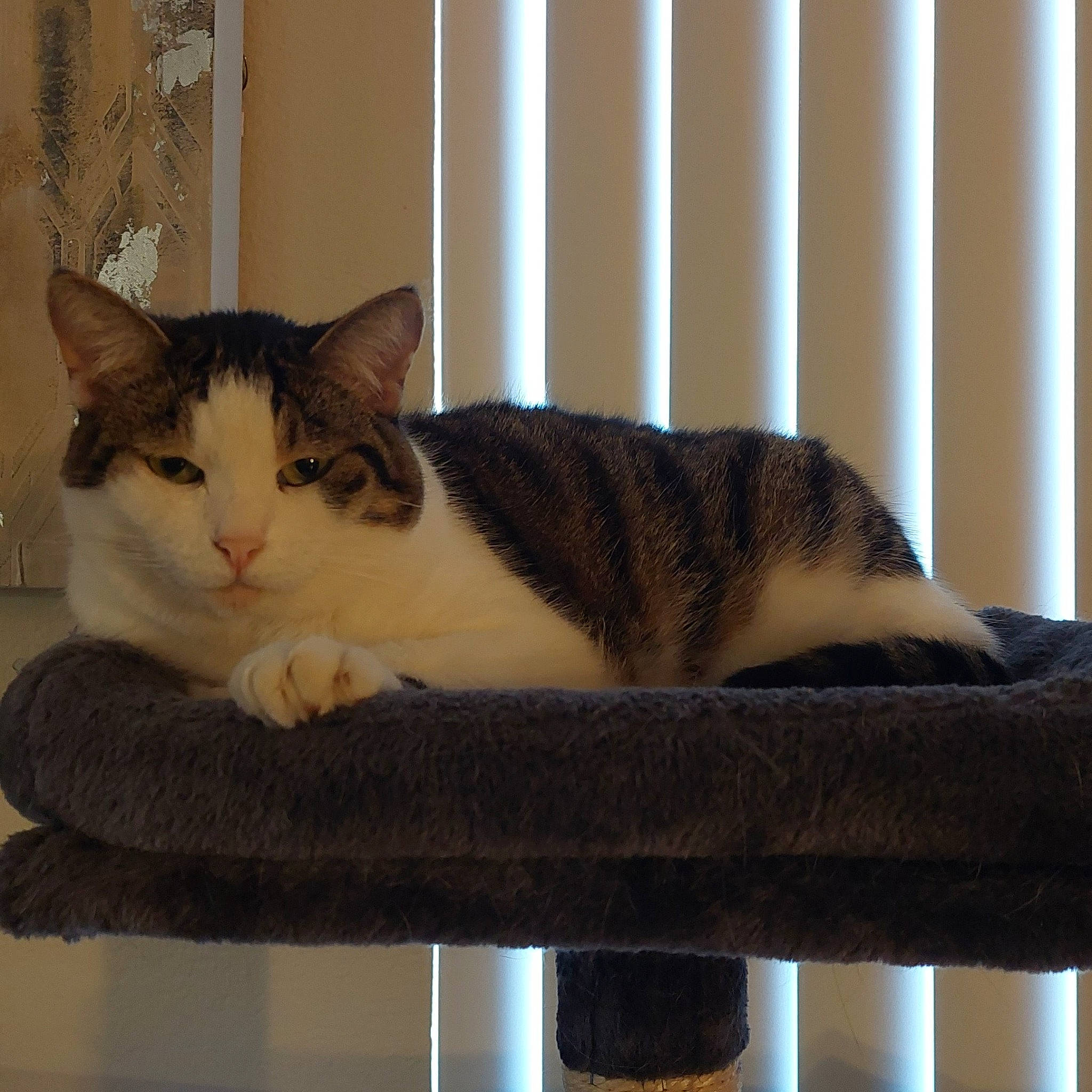 Kippy is registered to the contest to win money with this photo: carnivore, cat, cat_furniture, cat_supply, comfort, domestic_short_haired_cat, felidae, fur, paw, room, small_to_medium_sized_cats, snout, tail, whiskers, window, wood