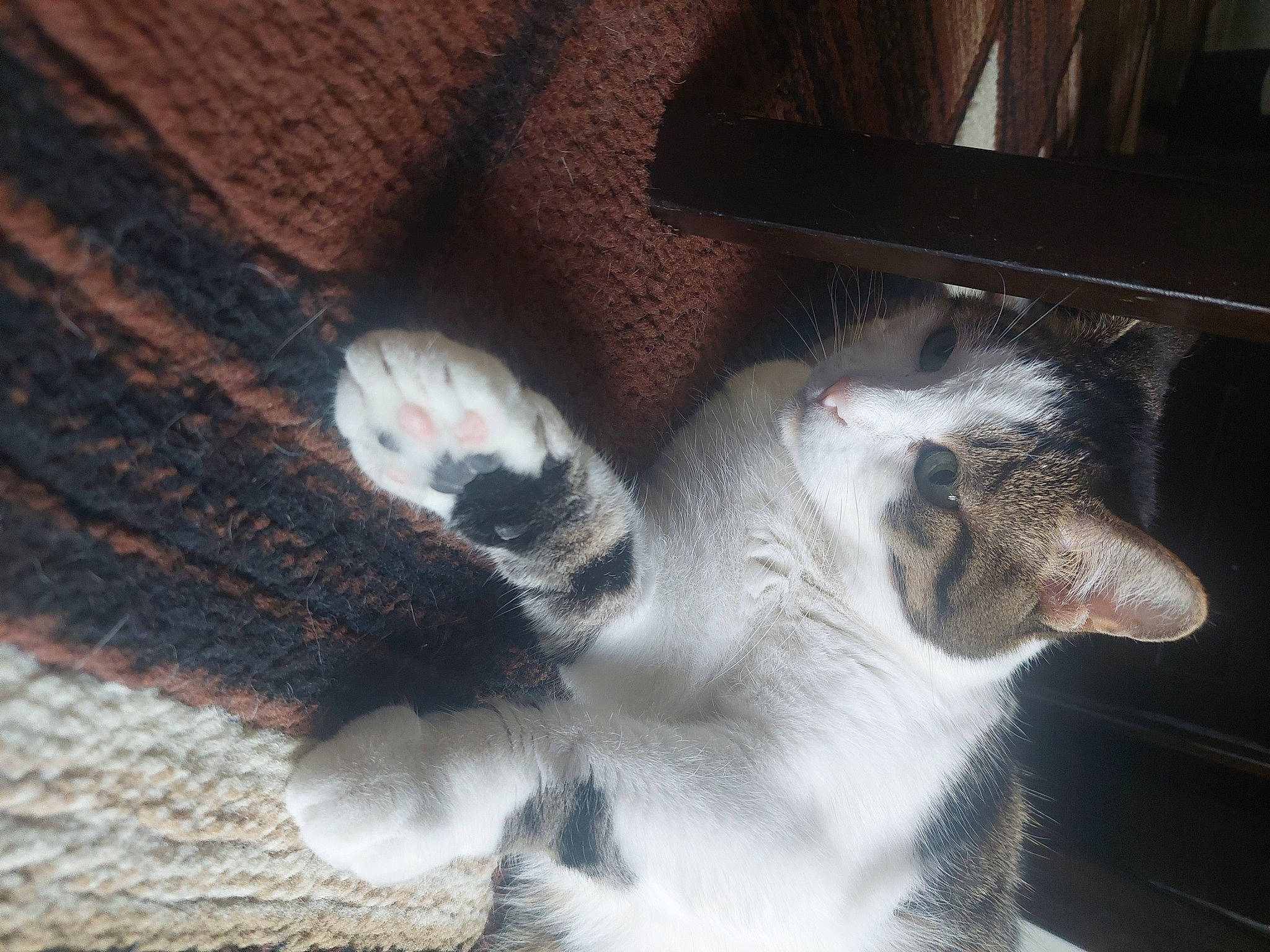 Kippy joined the competition — help win amazing prizes! carnivore, cat, claw, comfort, dog_breed, domestic_short_haired_cat, felidae, foot, fur, paw, small_to_medium_sized_cats, snout, sporting_group, tail, terrestrial_animal, whiskers, window