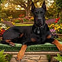 doberman, dog, pet, animal, bench, cushion, garden, flowers, greenery, outdoor, nature, sunlight, relaxing, canine, portrait, summer, peaceful, colorful, leisure, park