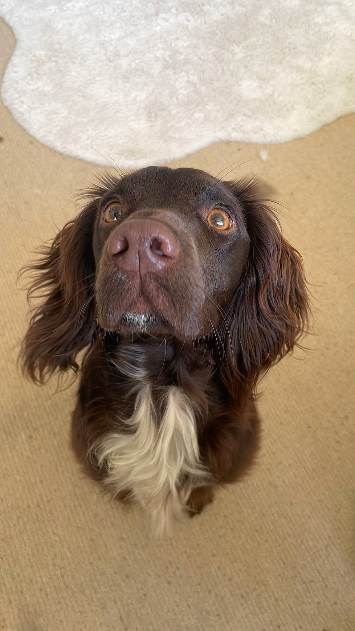 Ivy is registered to the contest to win money with this photo: brown, canidae, carnivore, cocker_spaniel, companion_dog, dog, dog_breed, fawn, fur, gun_dog, hunting_dog, liver, pont_audemer_spaniel, spaniel, sporting_group, working_animal