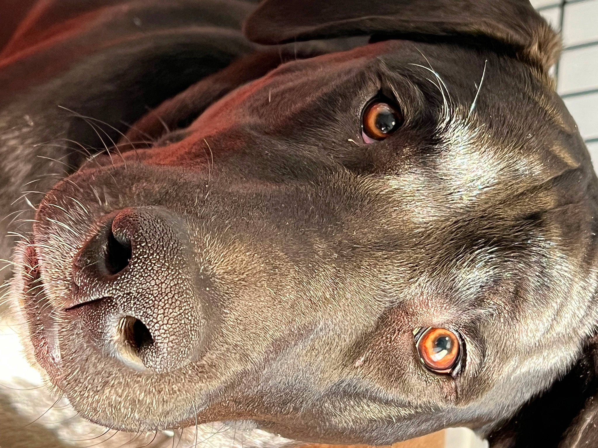 Zeus is registered to the contest to win money with this photo: art, canidae, carnivore, close_up, dog, dog_breed, fur, head, jaw, liver, photography, science, snout, sporting_group, terrestrial_animal, whiskers, working_animal