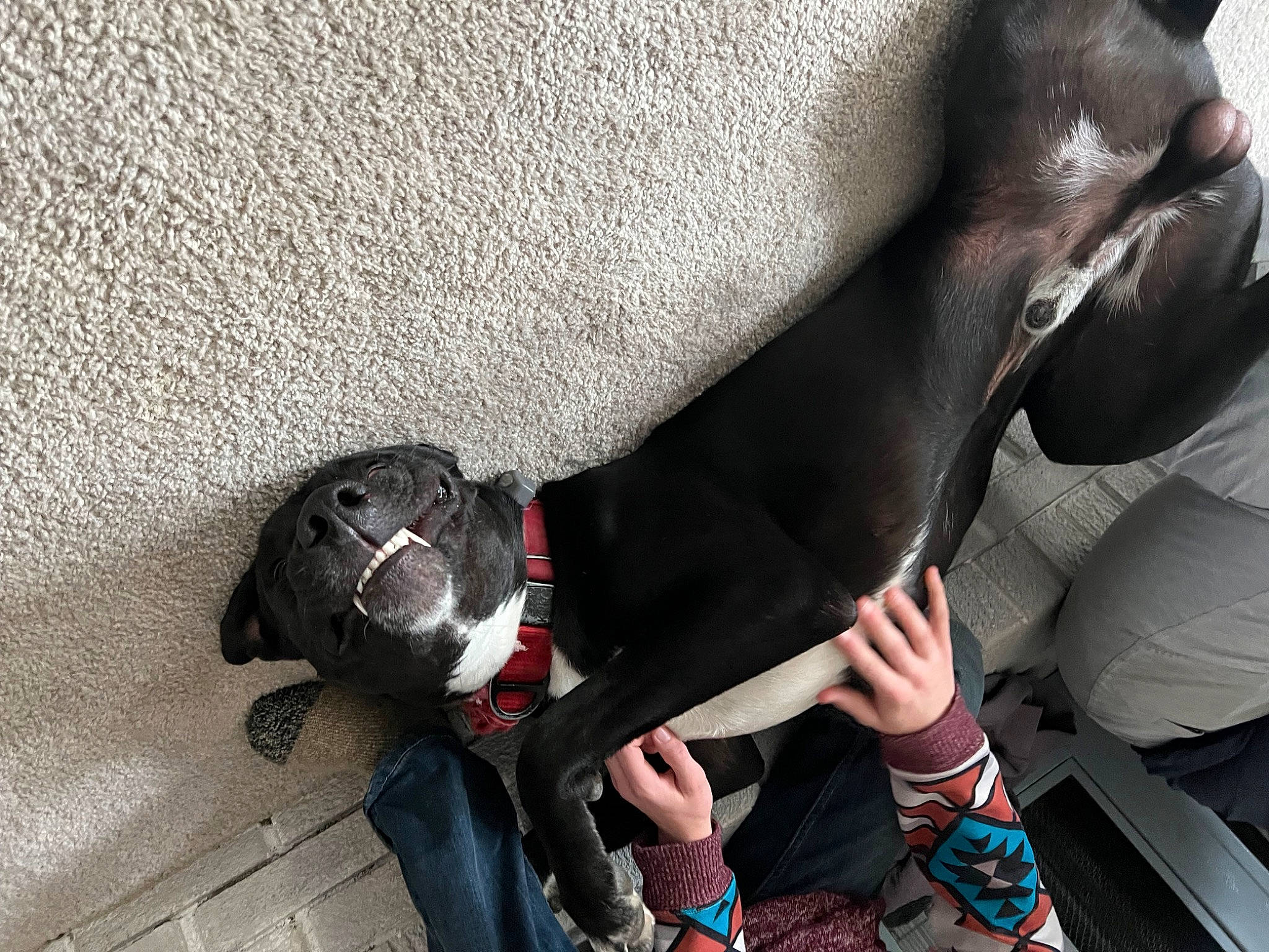 Zeus joined the competition — help win amazing prizes! adventure, canidae, carnivore, collar, comfort, companion_dog, dog, dog_breed, dog_collar, fashion_accessory, fawn, fur, gesture, grey, guard_dog, leash, snout, sporting_group, tail, working_animal