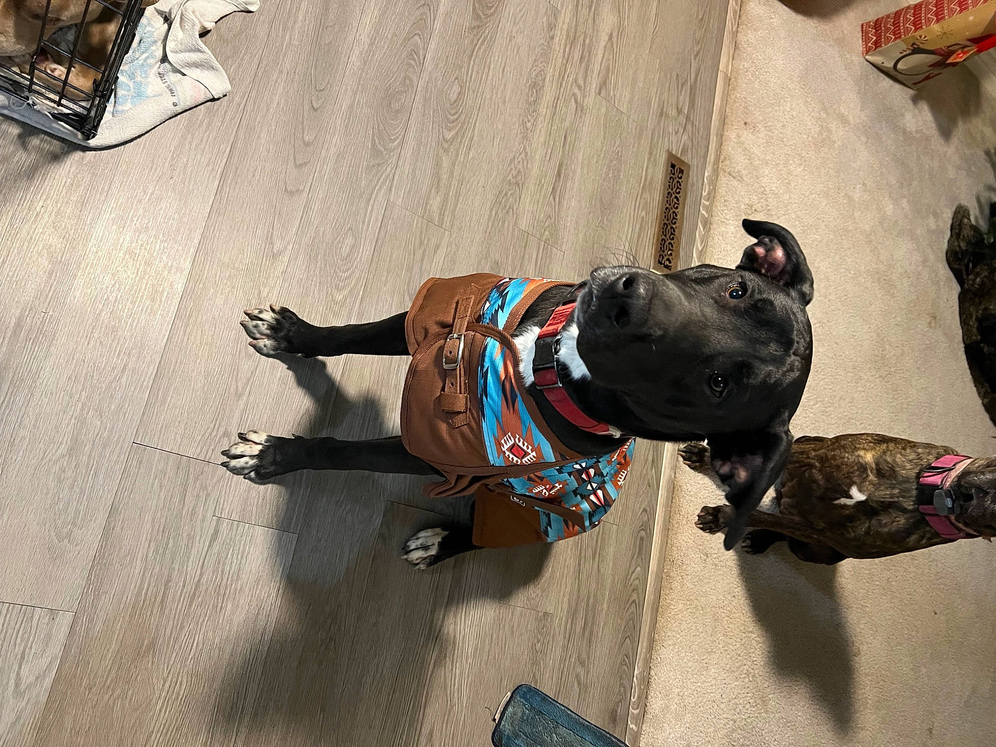 Zeus joined the competition — help win amazing prizes! asphalt, carnivore, collar, companion_dog, concrete, dog, dog_breed, dog_clothes, dog_collar, dog_supply, fashion_accessory, fawn, flooring, leash, pet_supply, road_surface, snout, sporting_group, tail, working_animal