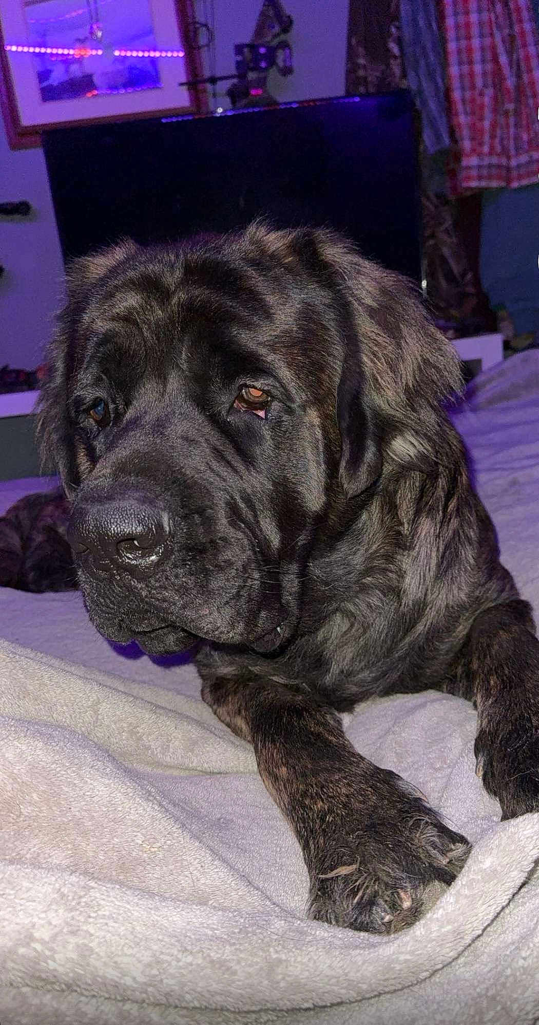 Dozer