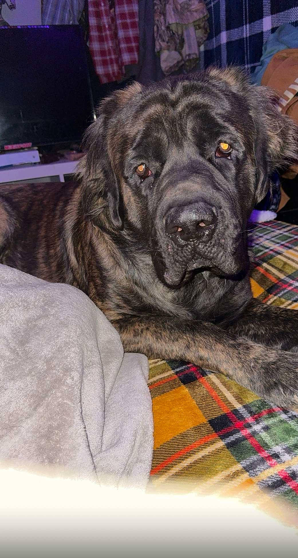 Dozer joined the competition — help win amazing prizes! borador, canidae, carnivore, comfort, companion_dog, dog, dog_breed, fur, natural_material, pattern, plaid, sporting_group, tartan, working_animal