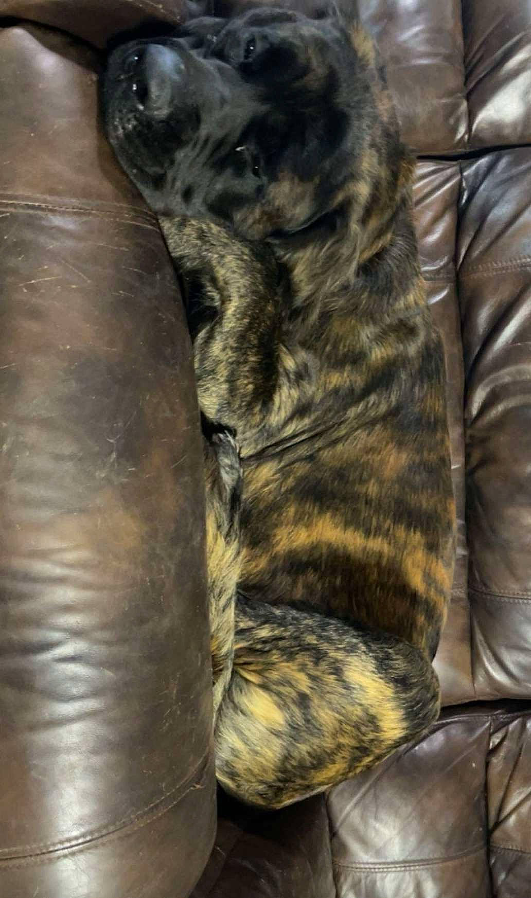 Dozer is registered to the contest to win money with this photo: automotive_tire, carnivore, cat, claw, comfort, dog_breed, domestic_short_haired_cat, fawn, felidae, foot, fur, human_leg, liver, military_camouflage, small_to_medium_sized_cats, snout, sporting_group, tail, terrestrial_animal, whiskers