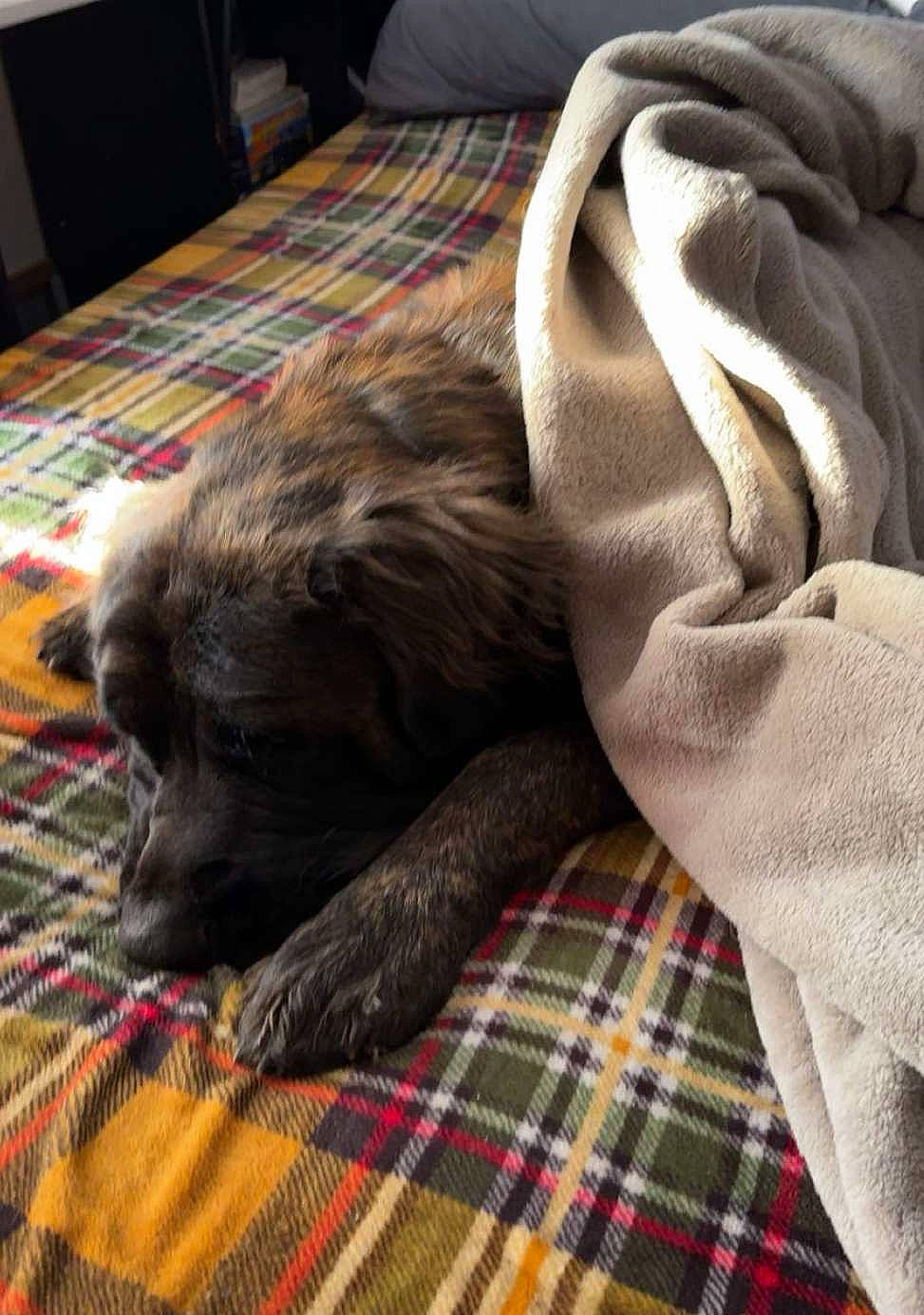 Dozer is registered to the contest to win money with this photo: carnivore, comfort, companion_dog, dog, dog_breed, flooring, fur, grey, hardwood, linens, liver, pattern, plaid, room, sporting_group, tartan, terrestrial_animal, textile, wood, working_animal