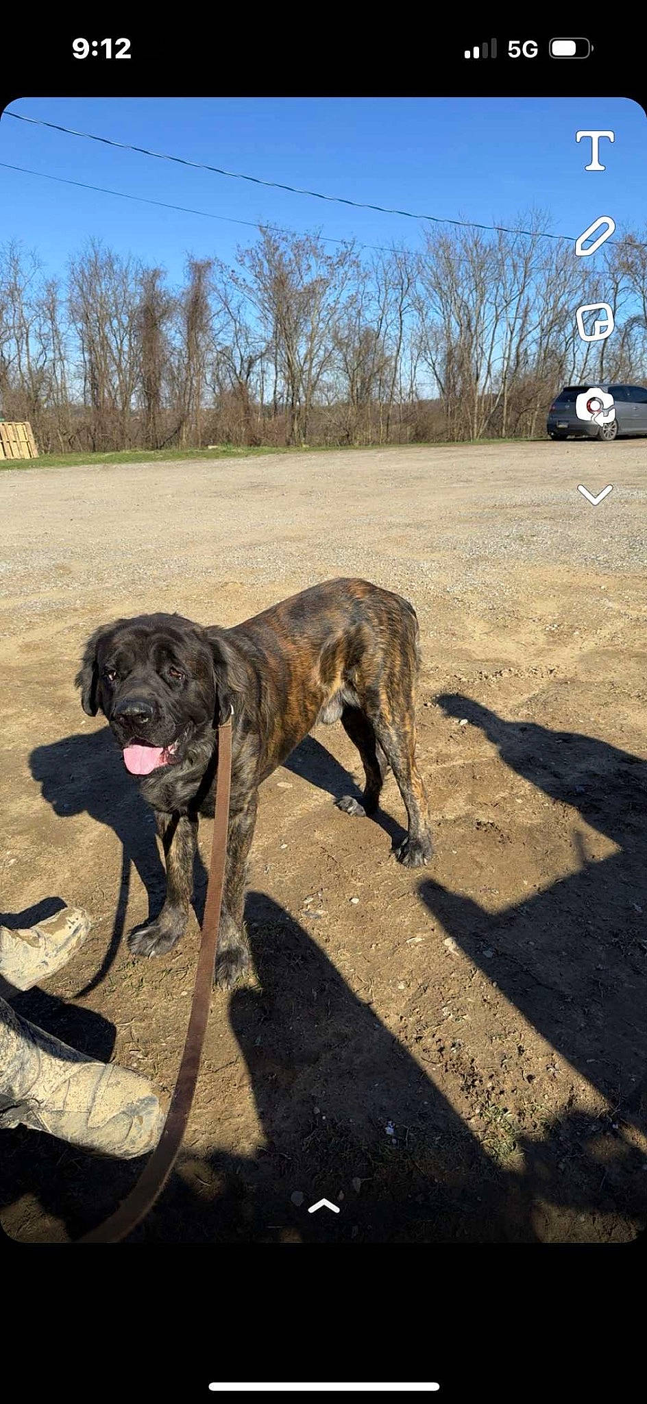 Dozer is registered to the contest to win money with this photo: canidae, carnivore, collar, dog, dog_breed, dog_collar, fawn, guard_dog, gun_dog, leash, liver, plant, sky, soil, sporting_group, tail, terrestrial_animal, tree, working_animal, working_dog