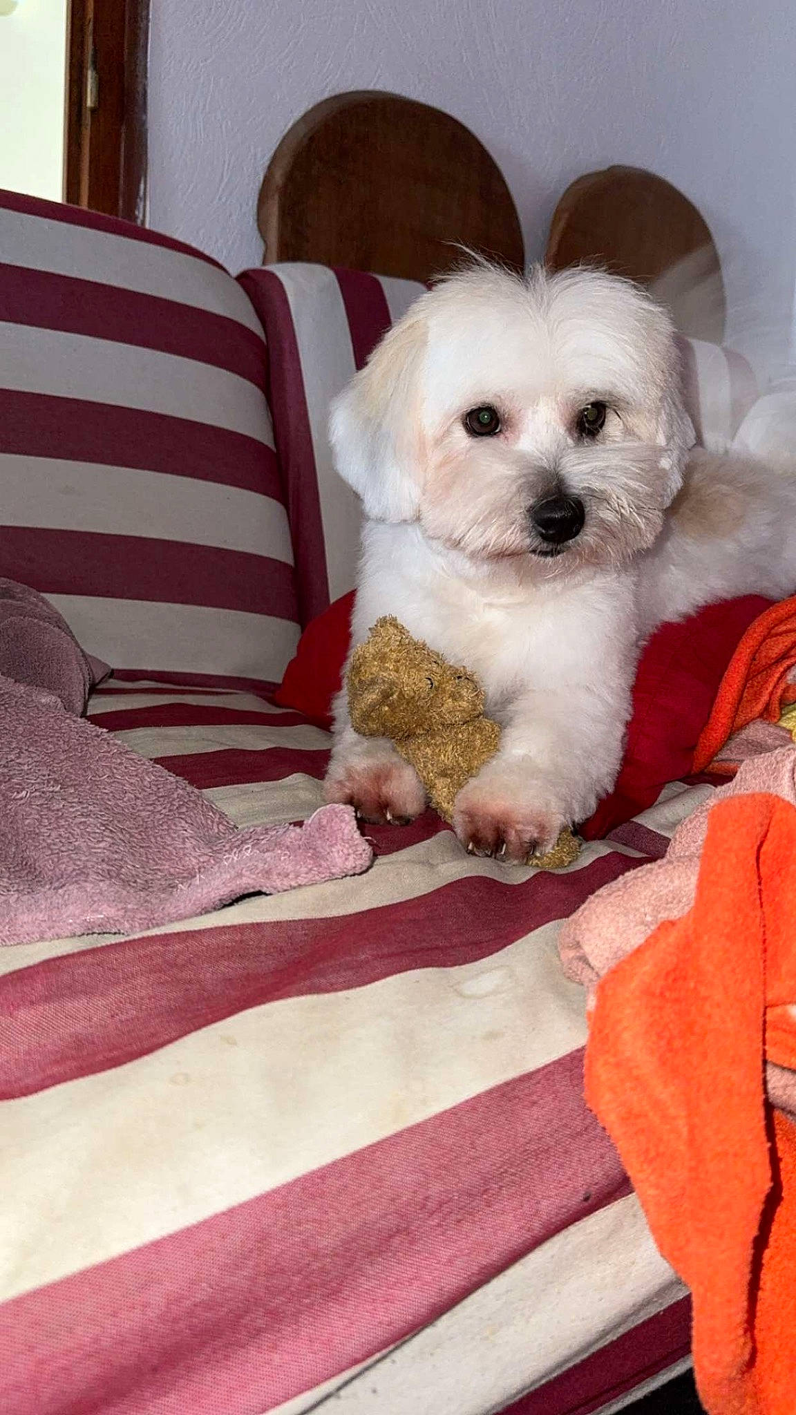 Tchoupie participe au concours pour gagner de l'argent avec cette photo : bedding, carnivore, chair, comfort, companion_dog, couch, dog, dog_breed, dog_supply, flooring, labradoodle, linens, magenta, pattern, shih_poo, sporting_group, terrier, toy_dog, water_dog, working_animal