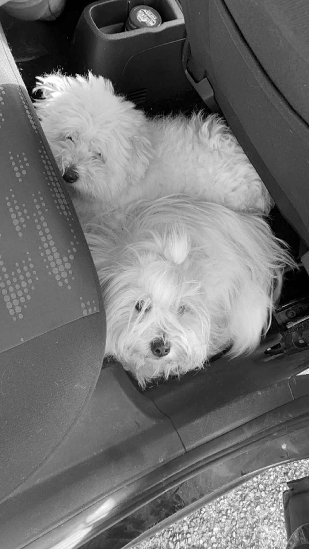 Tchoupie participe au concours pour gagner de l'argent avec cette photo : bichon, black, black_and_white, canidae, carnivore, companion_dog, dog, dog_breed, fur, labradoodle, monochrome, monochrome_photography, small_terrier, sporting_group, style, terrier, toy_dog, water_dog, white, yorkipoo